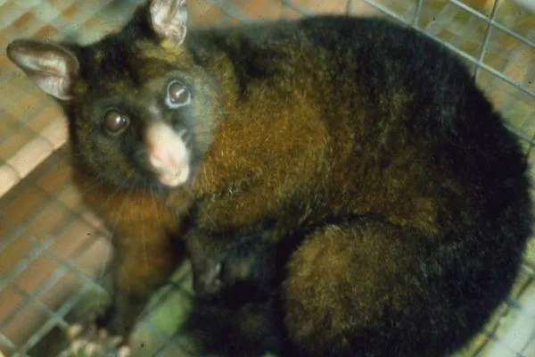 Possum control