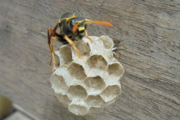 Know your wasp before it knows you