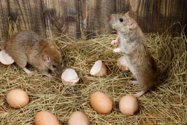 Rats and Mice