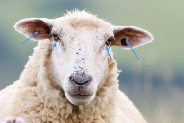 Reading Pain in Sheep: The Facial Grimace