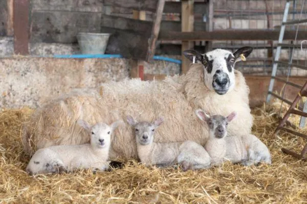 Exit Drenching after Pre-lamb Treatments
