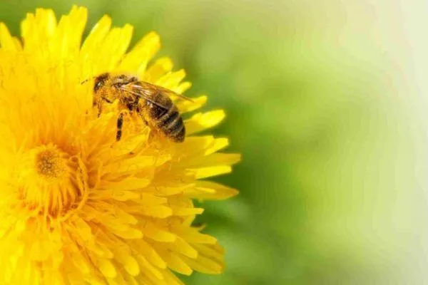 Honeybees - Part Two
