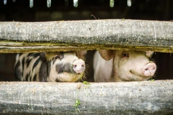 So you want to build a fence? What kind?