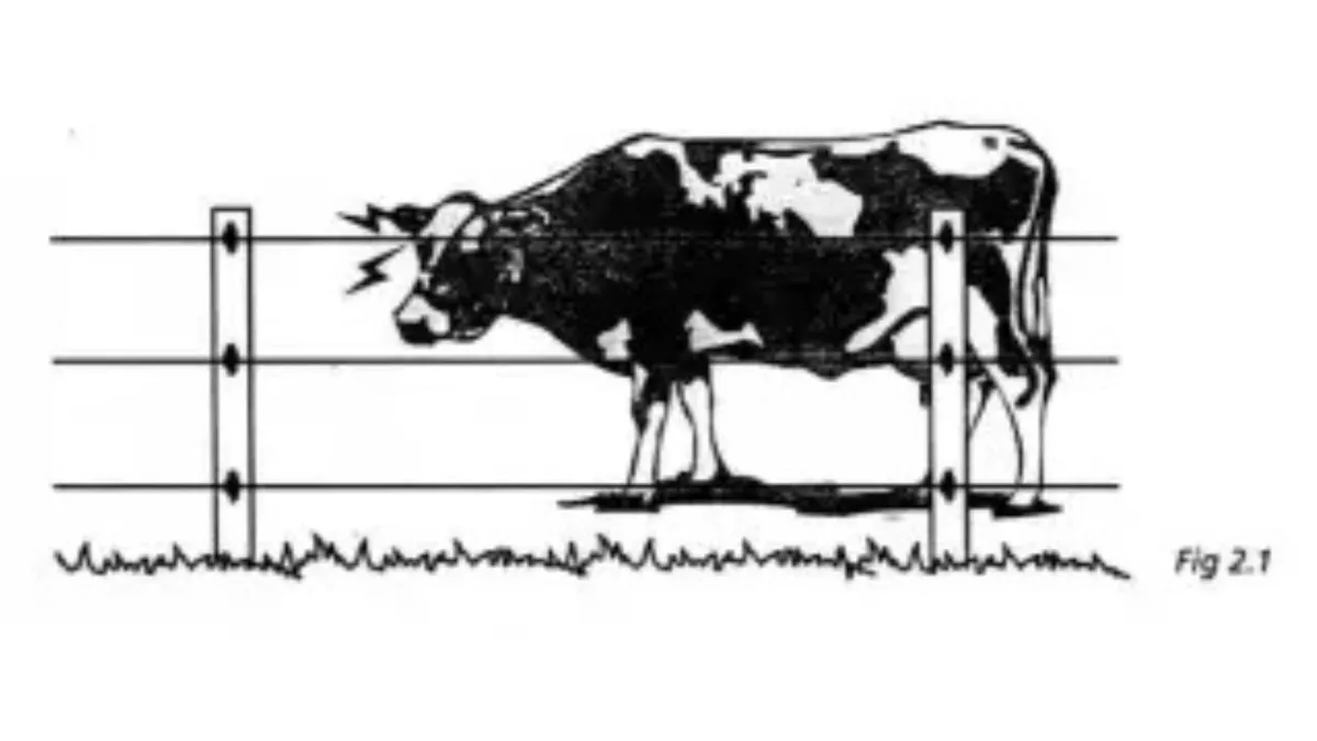 Cow behind a fence