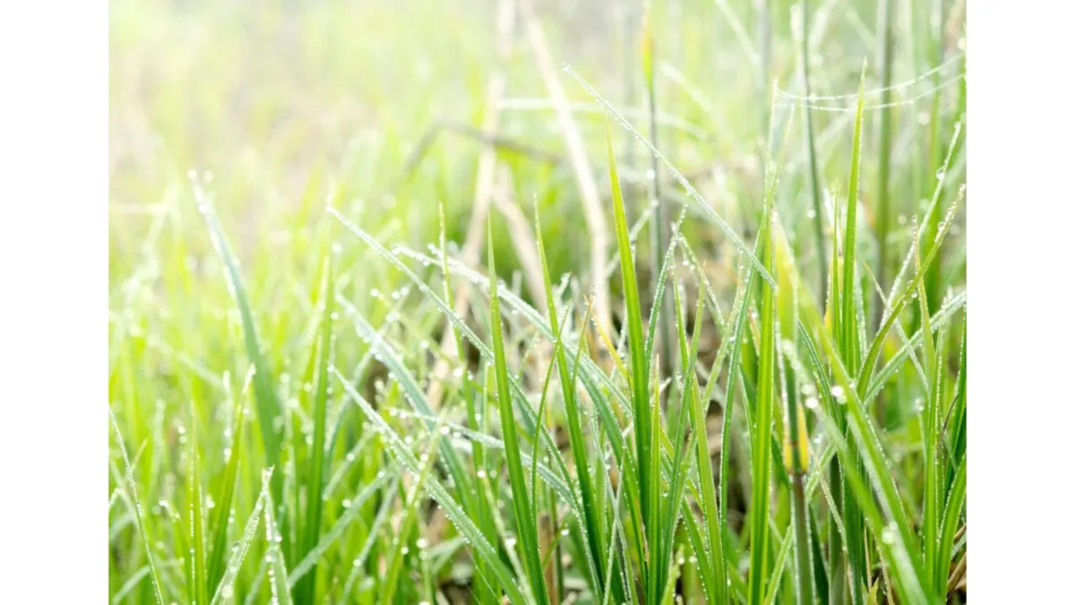 Farming Diary for June 2025 