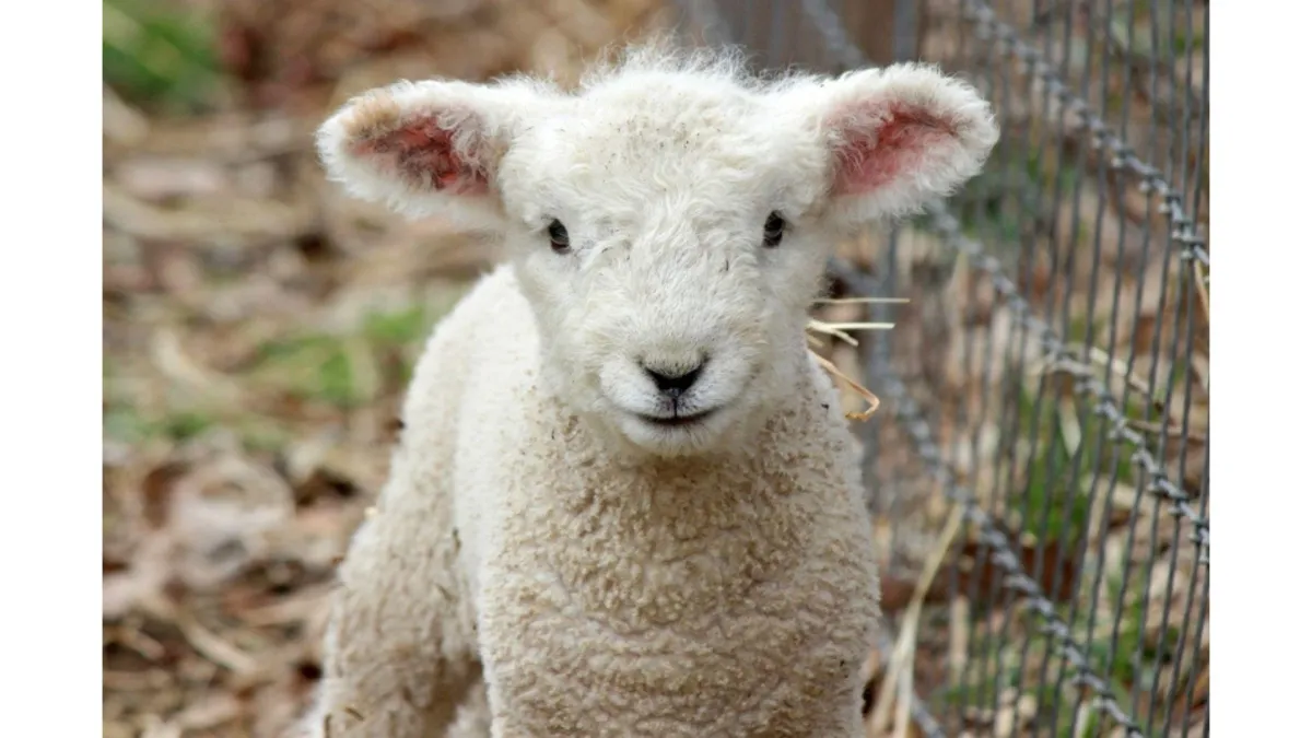 Farming Diary for August