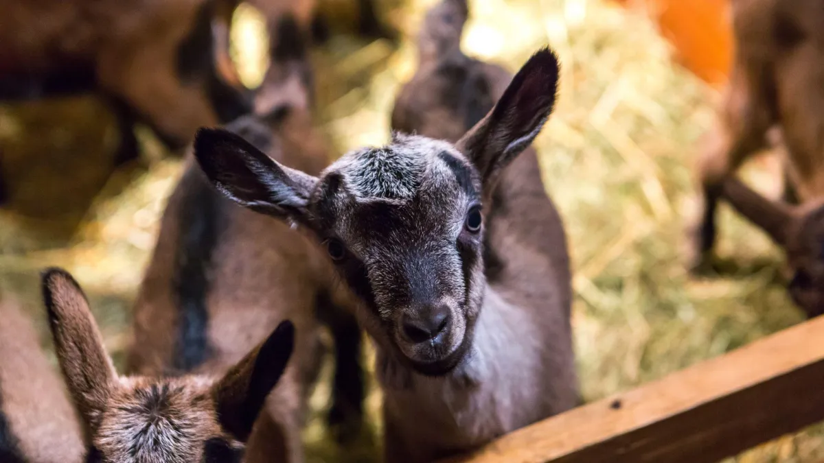 The Code of Welfare for Goats:  Part Two – Dairy goats and housed goats