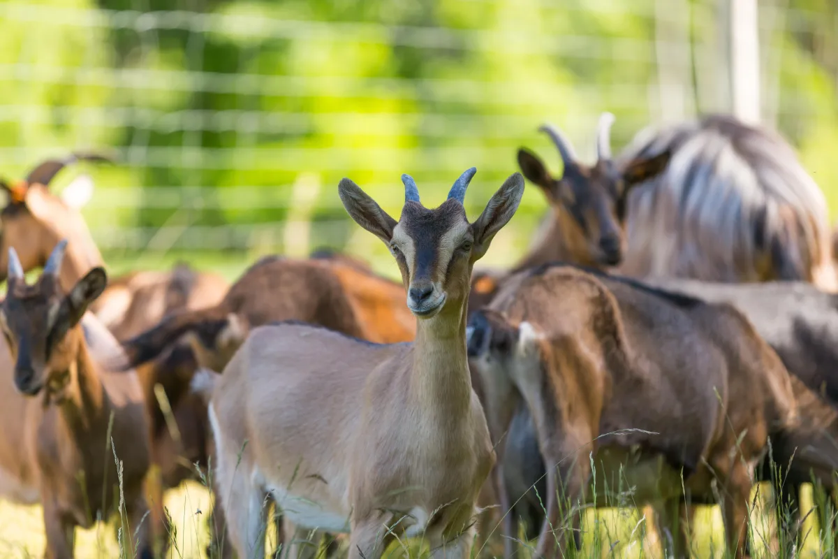 The Code of Welfare for Goats: Part One - Tethering, cold goats and thin goats