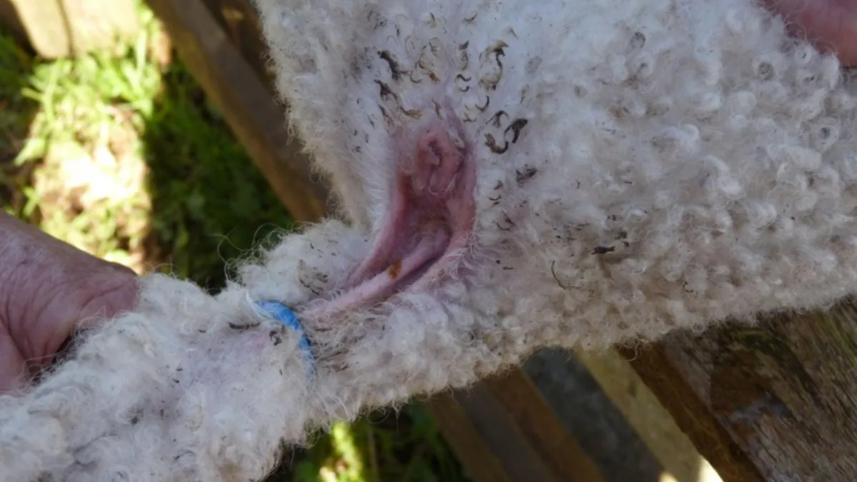 New Animal Welfare Regulations from 9th May 2021