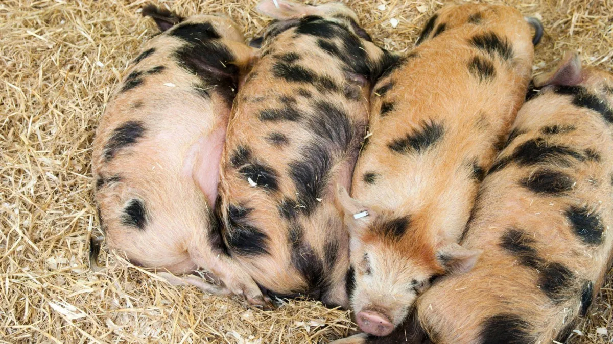 Tightening up on animal welfare standards – new Animal Welfare Act Regulations Part Three