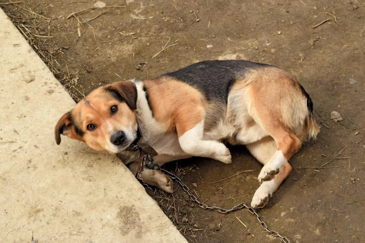 Tightening up on animal welfare standards – new Animal Welfare Act Regulations Part One