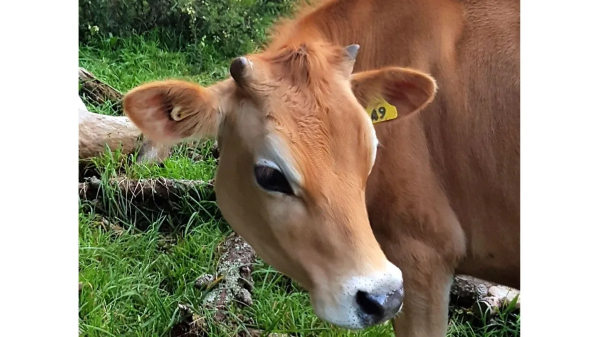 cow