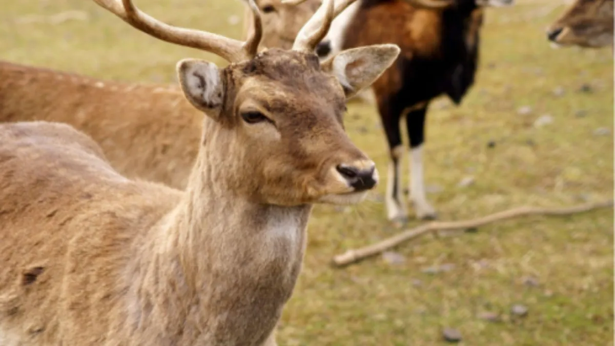 deer in paddock