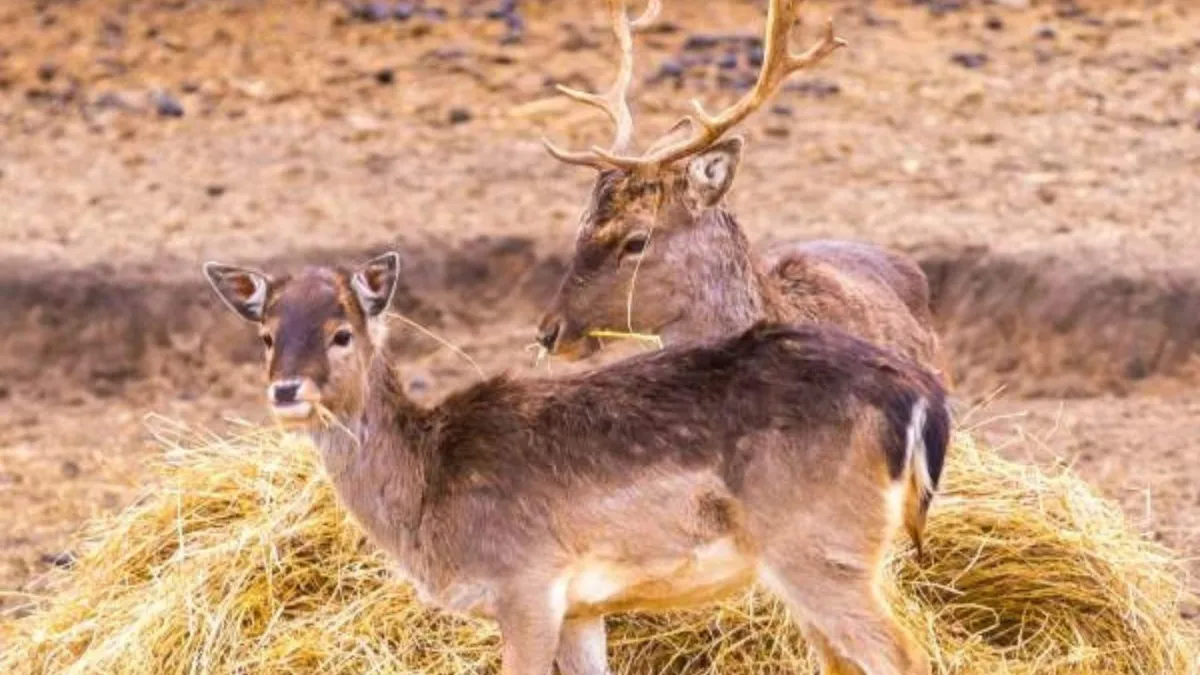 two deers in a paddock