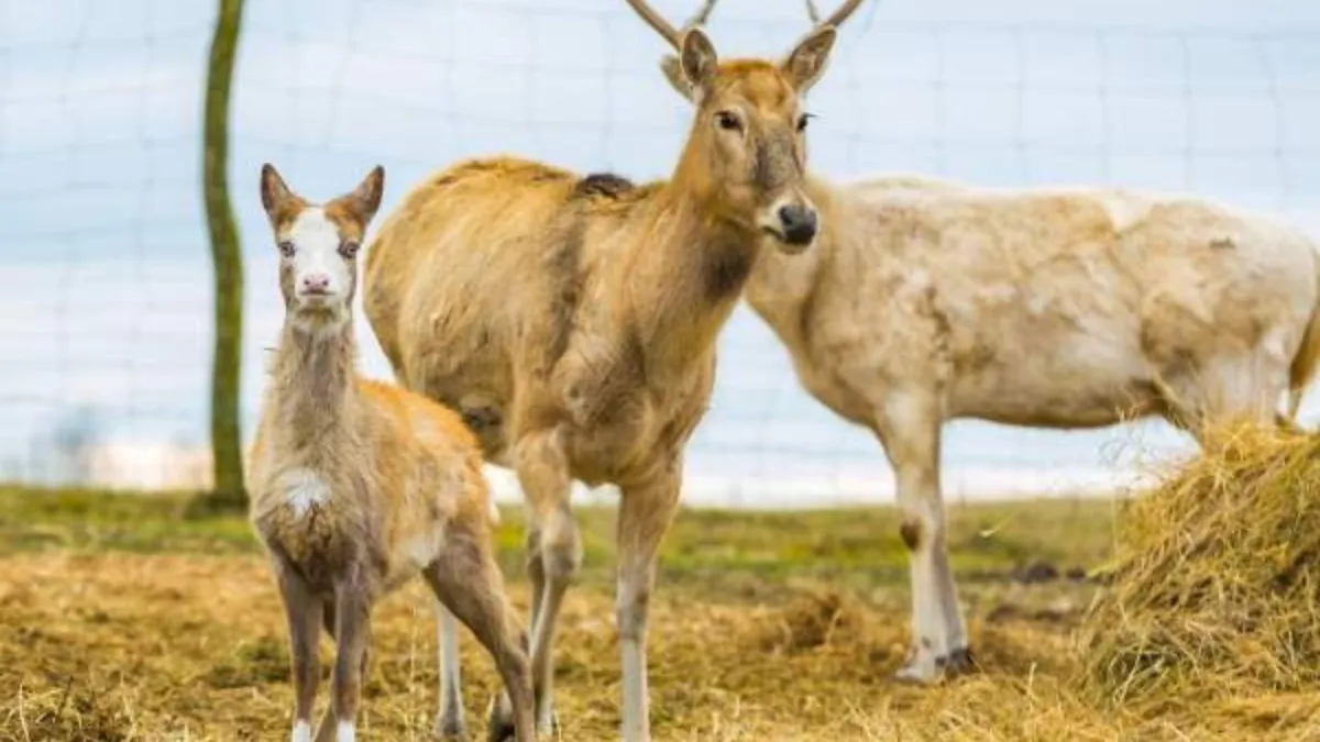 three deer on grass