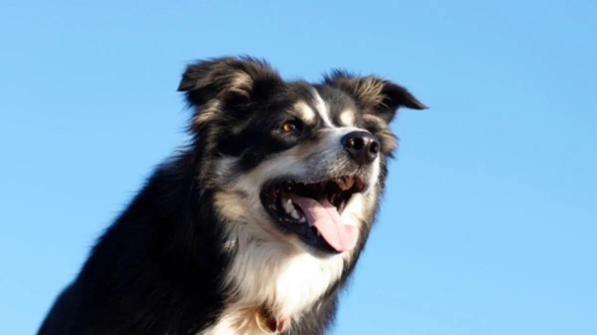 Dog First Aid