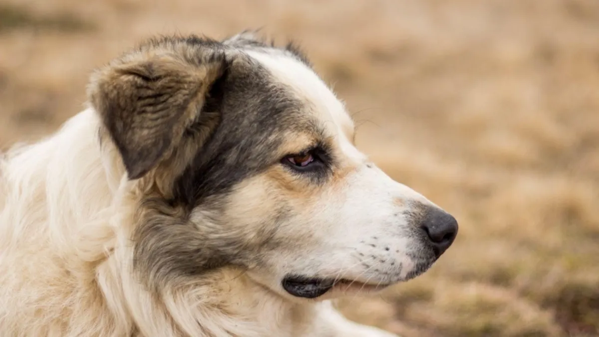  Hydatids and Dogs: What Lifestyle Farmers Need to Know