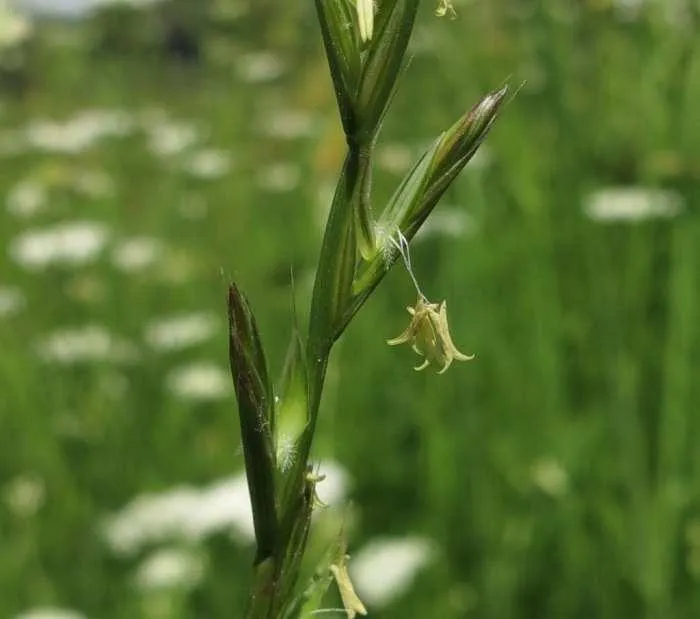 Grass species