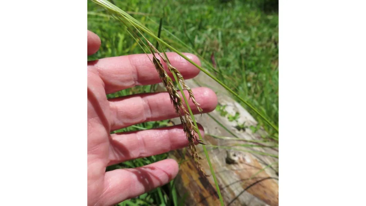 Australian Sedge