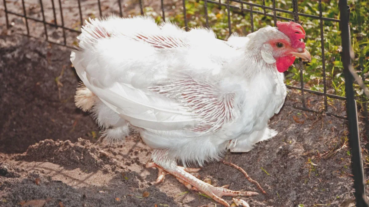 Caring for a Moulting Hen