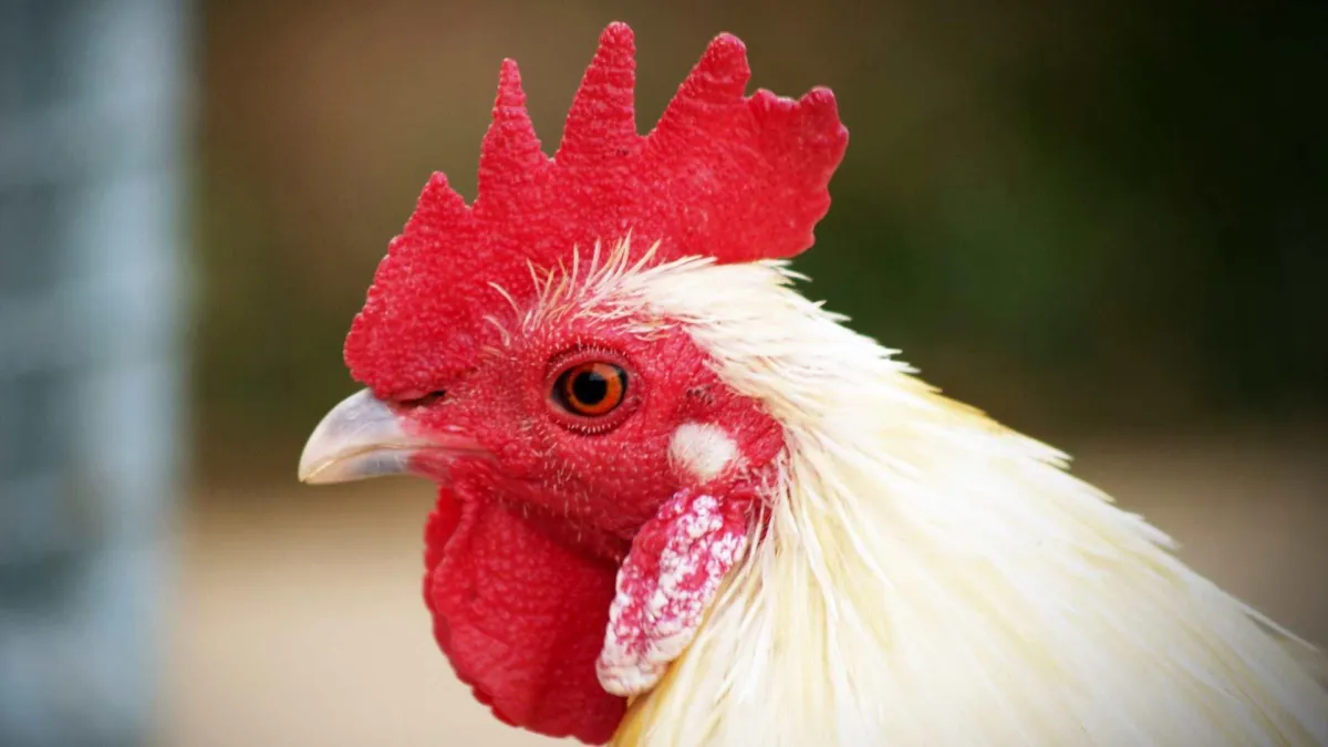 chicken