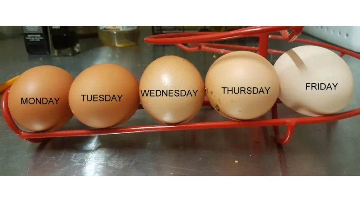 brown eggs to white