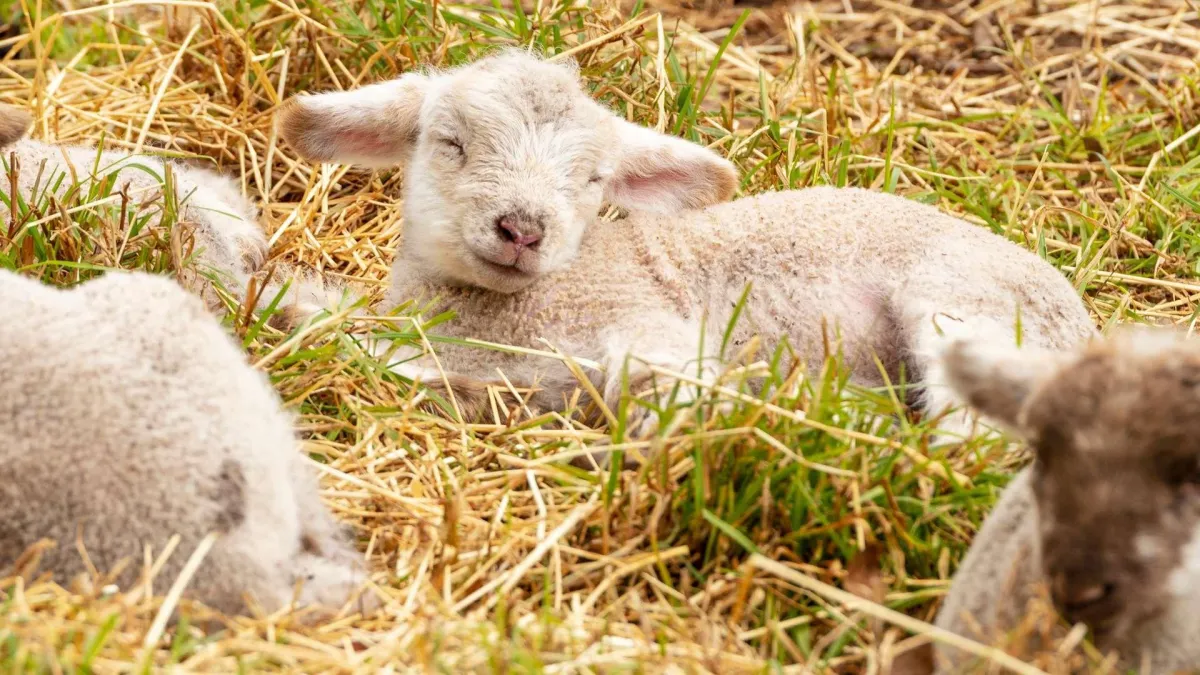 Vitamin B12 - A Farming Game-Changer