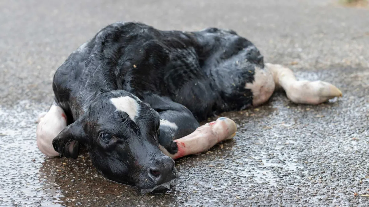 What is the Madigan Squeeze and how does it save newborn animals?