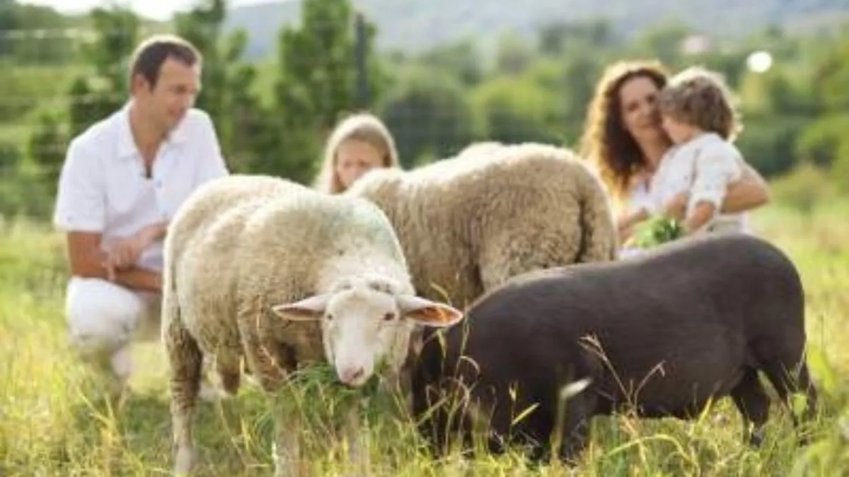 Family on a farm with sheep in the foreground