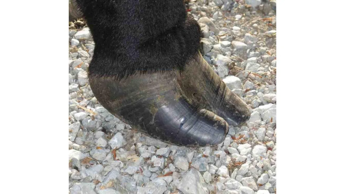 Conformation - Focus on feet