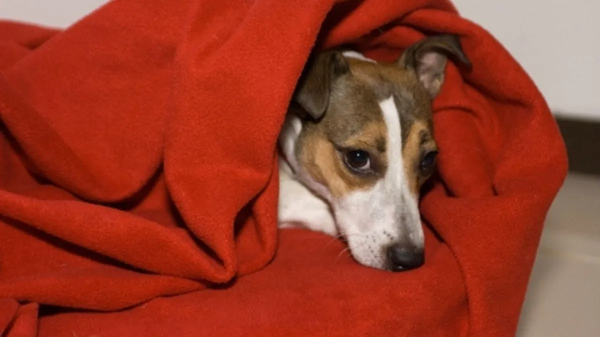 Dog covered with red blanket