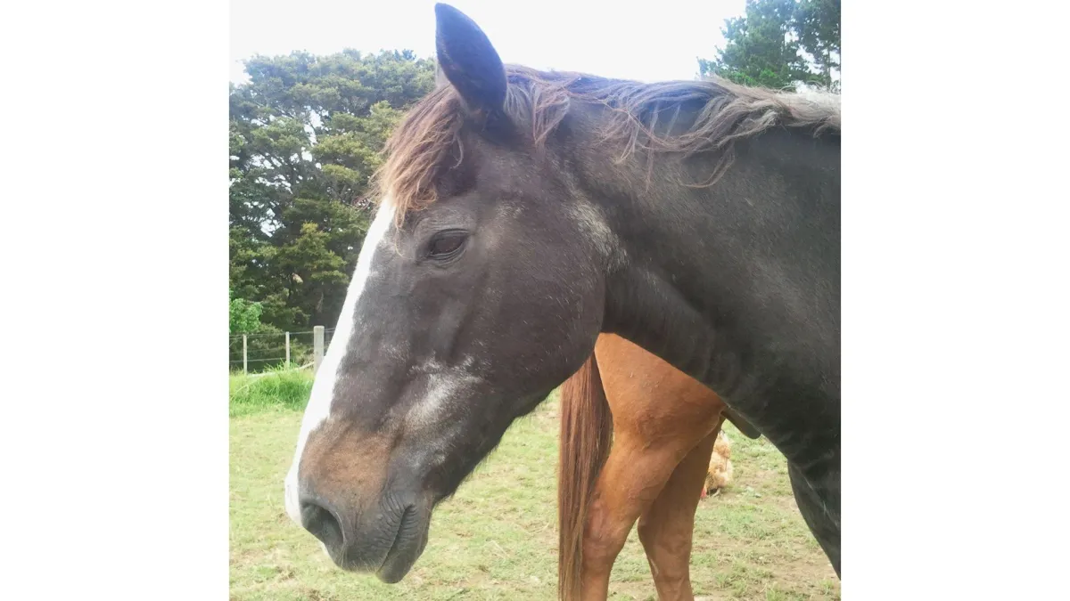 an elderly black horse