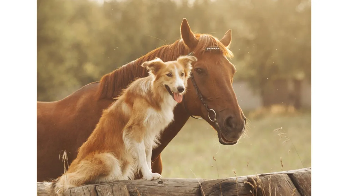 Doing a basic health check - horses and dogs