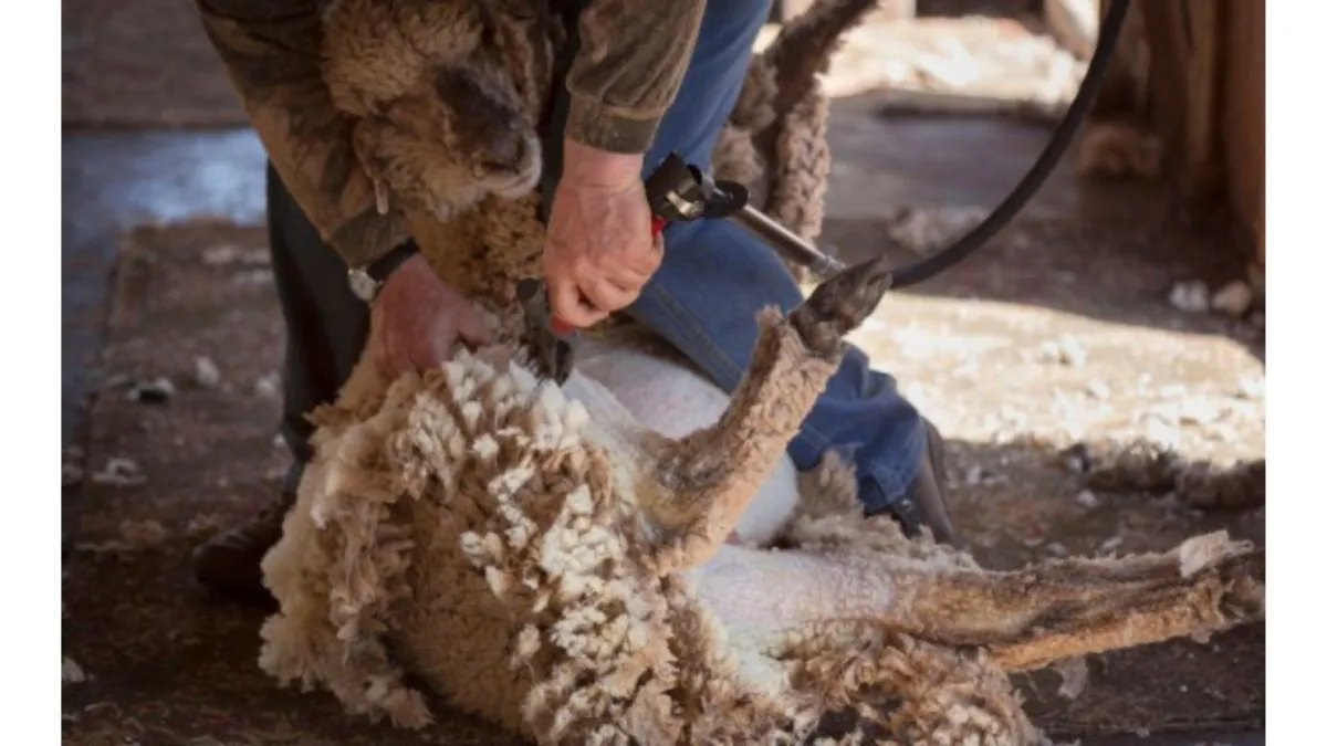 Caring for Sheep and Goats After Shearing: Feed, Shelter, and Cold Stress