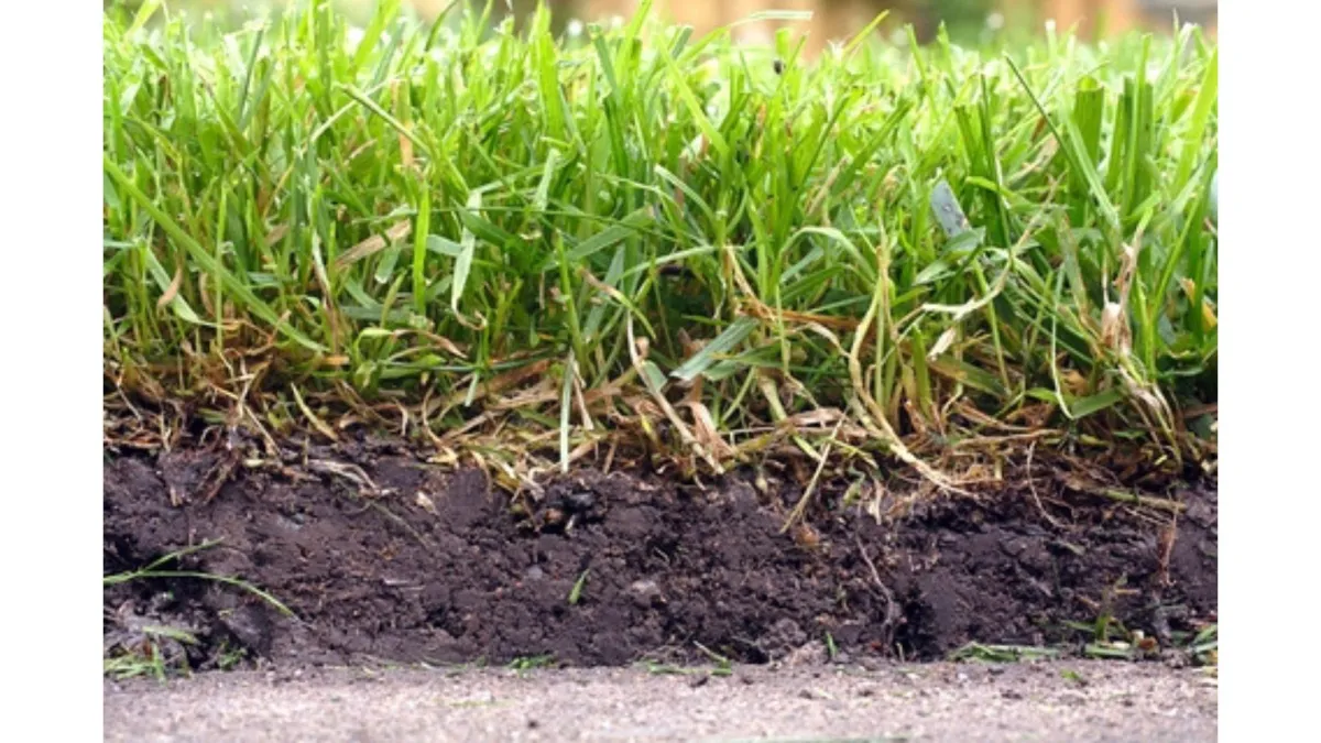 grass on a soil