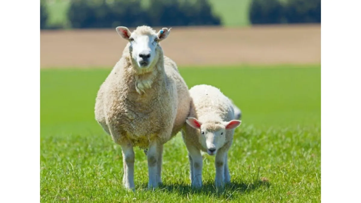 Understanding Refugia and Its Role in Slowing Drench Resistance