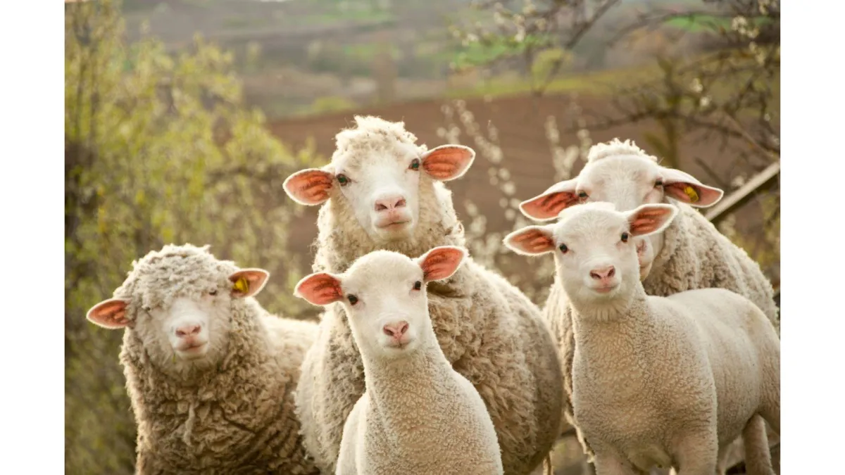 Farm animal zoonoses (diseases we can catch from farm animals)