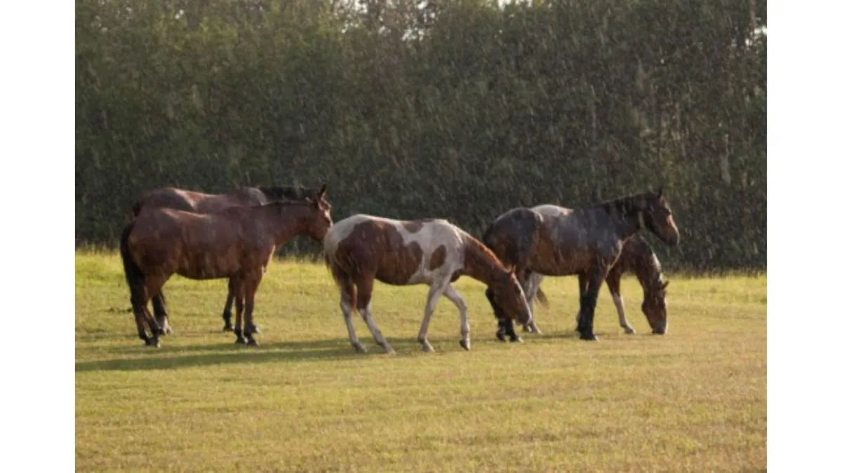Livestock appreciate shelter from bad weather
