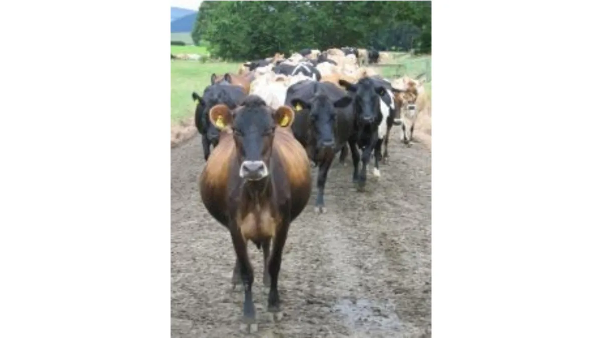 a herd of cattle walking along a road