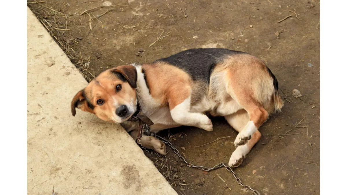 Winter cold and rain cause animal stress
