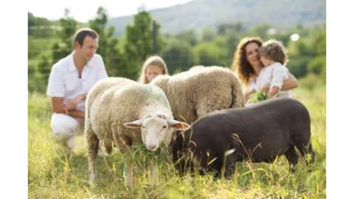 Winter feeding - pasture