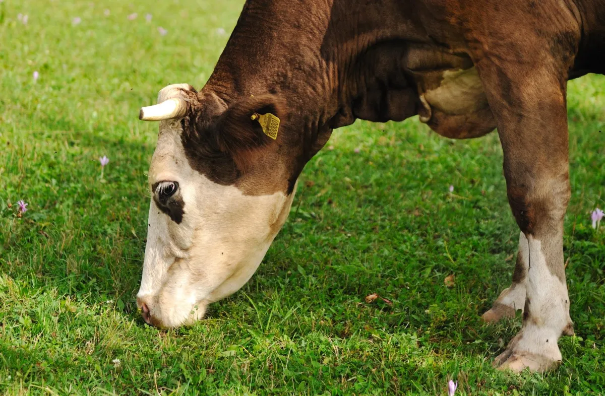 What do you do with your livestock when pasture runs out?
