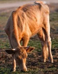 Johne's disease - Overview