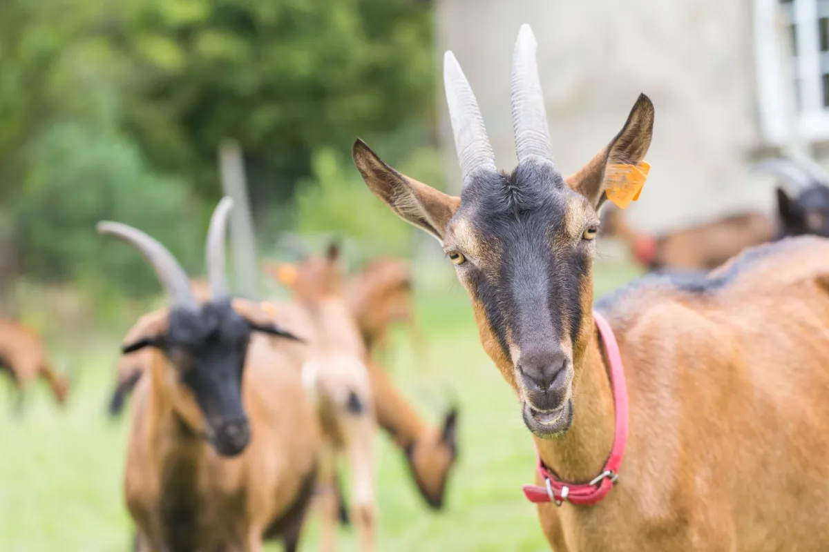 Johne's disease - Part Two:  The Disease in Goats and Sheep
