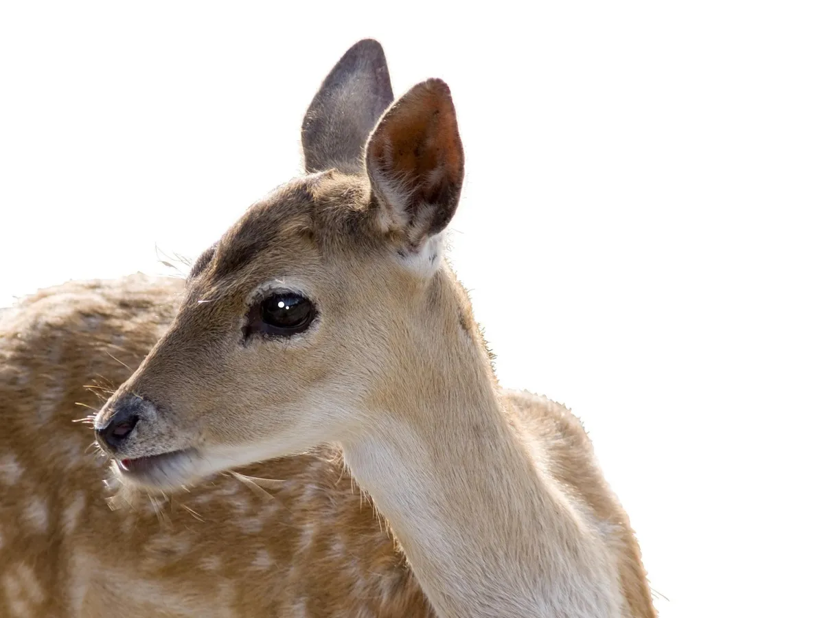 Johne's disease - Part Three:  The Disease in Cattle and deer