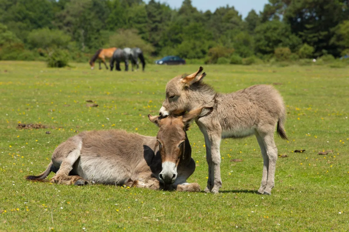 Lameness in Livestock - Part 1