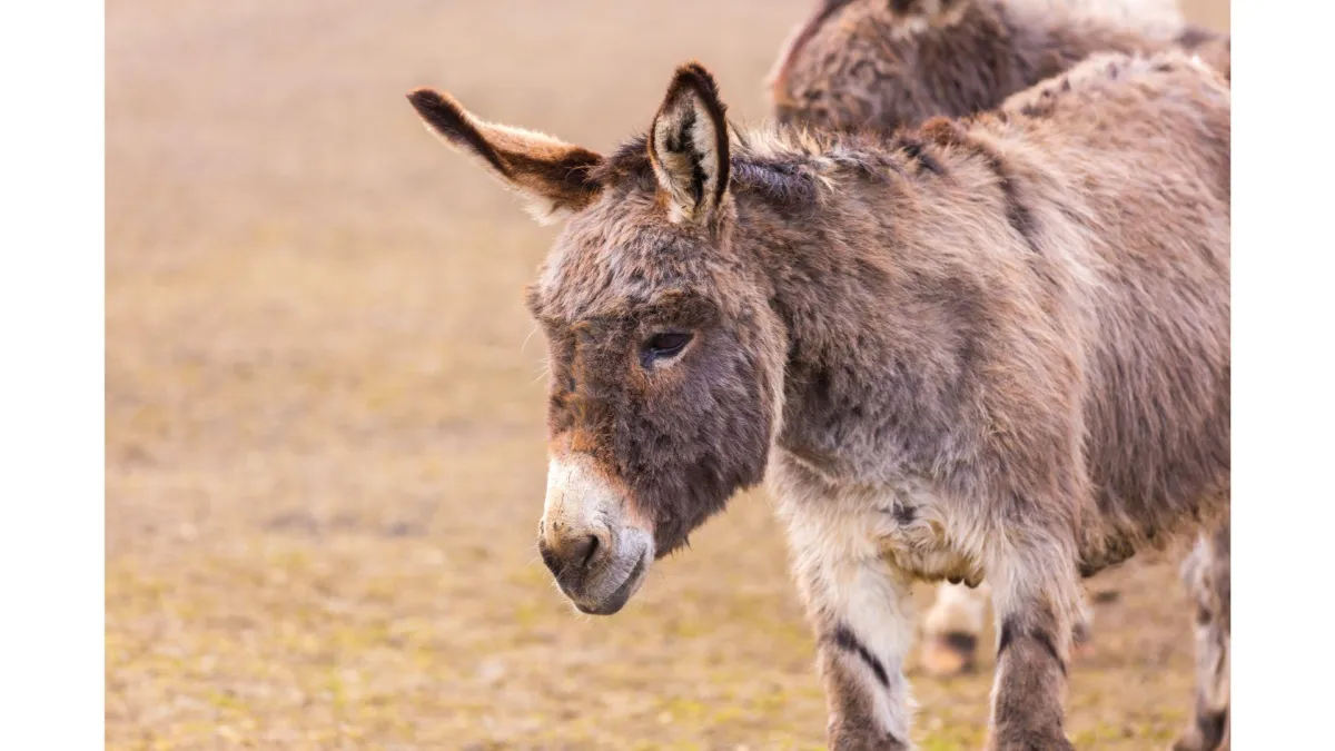 Lameness in Livestock - Part 2: Lameness in horses, ponies and donkeys