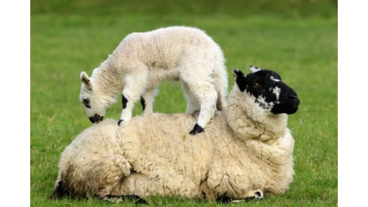 Lameness in Livestock - Part 3: Lameness in Sheep, Goats, Cattle and Deer