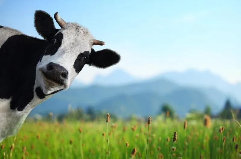 Neurological signs in cattle, sheep, deer and horses