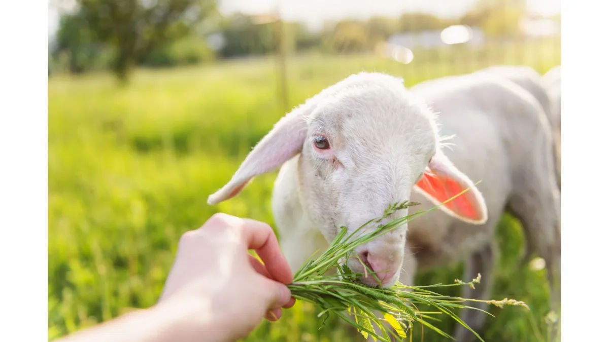 a goat eating a grass